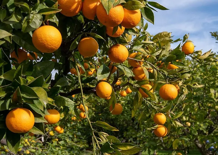 芒勒旺多姆广场贝拉姆布拉度假酒店